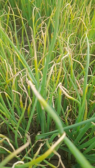 ده من ارض المشتل ايه نوع الاصابه وما العلاج